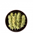Organic Olympus Mountain Tea