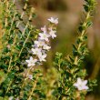 Organic Buchu Oil