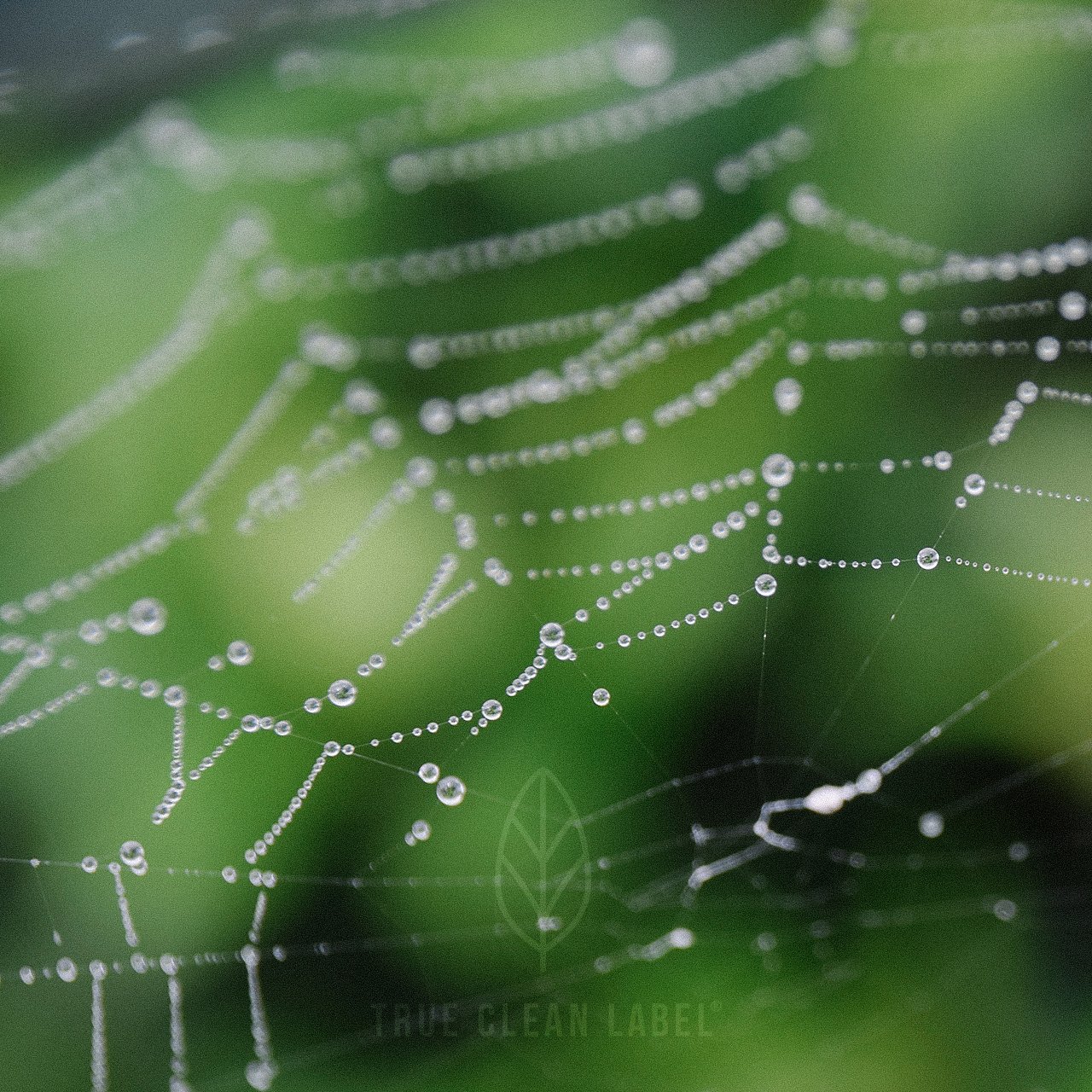 Premium Chlorella Algae ultrapure, vegan, no additives. 600 x 200mg