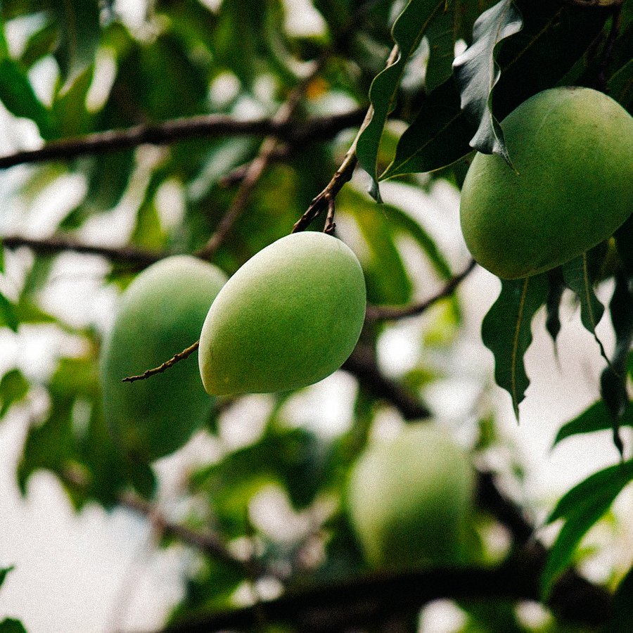 Mango Extract 60 Mangiferin 100 Capsules Sunday Natural