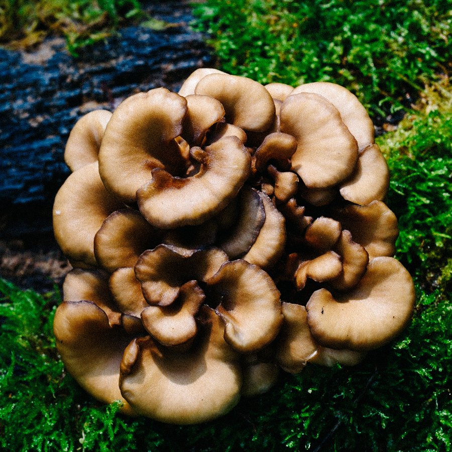 Bio Maitake Extrakt mit 30 Polysacchariden 2x90 Kapseln. Sunday Natural