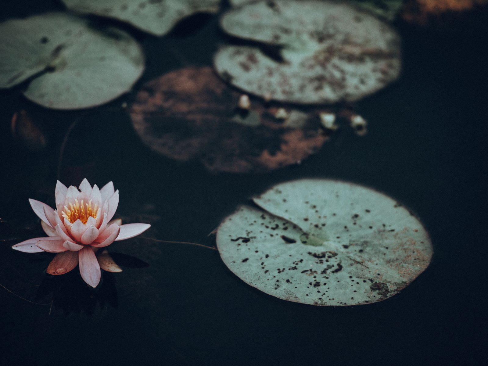 La philosophie Sunday Natural