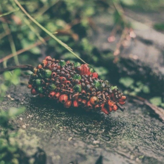 VitaminBKomplex bioaktiv hochdosiert. 100 Kapseln Sunday Natural